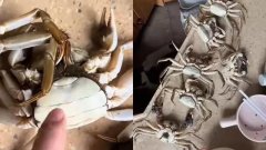 <b>该买家被机关按照相关法</b>